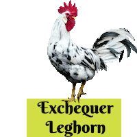 Rooster Chickens Sticker