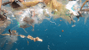 Earth Day GIF by 4ocean