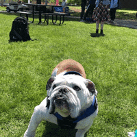DrakeUGriff mascot drake bulldog iowa GIF