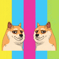 Staring Shiba Inu GIF by Doge Pound