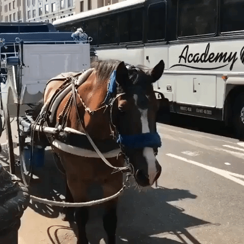 Activists Urge New Yorkers to Contact City Council as Carriage Horses Forced to Work During Severe Heatwave