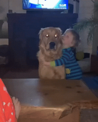 cuteanimalland giphyupload GIF