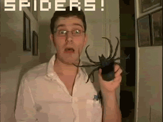 spiders GIF
