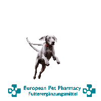 Canicross Sticker by Europeanpetpharmacy