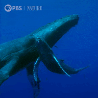 Baby Swimming GIF by Nature on PBS