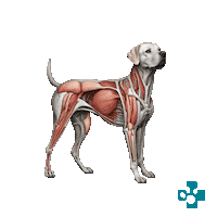 Vet Sticker by Europeanpetpharmacy