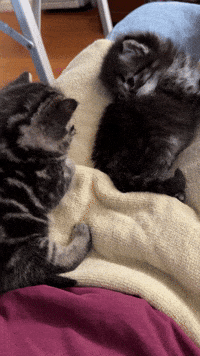 Test No GIF