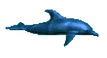 window dolphins STICKER