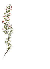grisalida flower flor grisalida Sticker