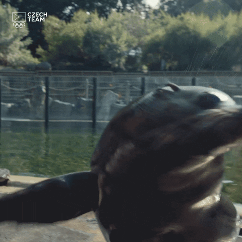 Seal Waving GIF by Český olympijský tým