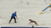 Espn Dogs GIF by American Kennel Club