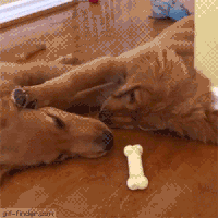 caring GIF