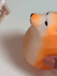 Shiba Inu What GIF