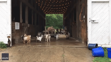 It's Raining, It's Pouring, the Goats Are All Bawling