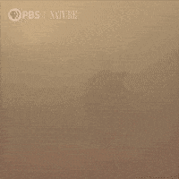 Pbs Nature Family GIF by Nature on PBS