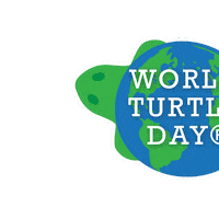 Turtles Tortoise Sticker by World Turtle Day
