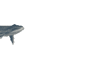 Humpback Whale Ocean Sticker