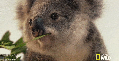 koala winking GIF by Cheezburger