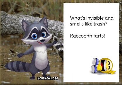 Raccoon GIF