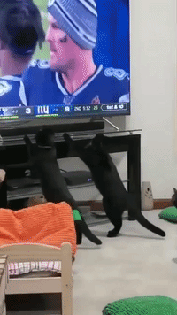 Felines Glued to TV as Black Cat Interrupts Game