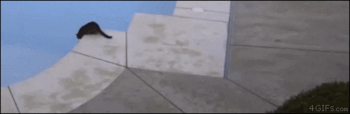 cat pool GIF