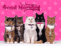 morning cards GIF