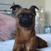 Brussels Griffon Omg GIF by Brussels.Sprout