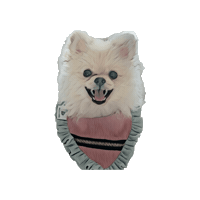Belluccifriends Sticker by Bellucci Manila