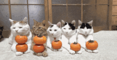 cat GIF by Product Hunt