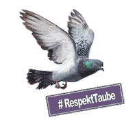 Pigeon Dove Sticker by tierschutzbund
