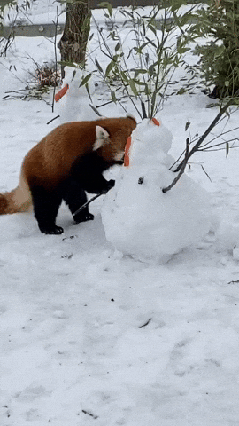 buildingourzoo giphyupload animals winter snowman GIF