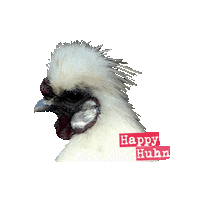 roberthck chicken chickens hahn huhn Sticker