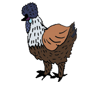 Silkies Seidenhuhn Sticker