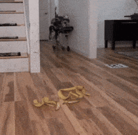 Fail Boston Dynamics GIF