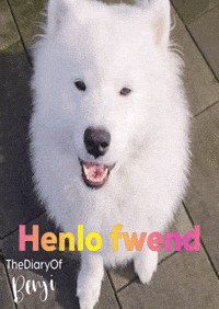 Ola Hello GIF