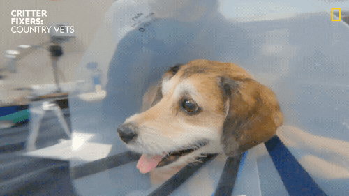 National Geographic Vet GIF by Nat Geo Wild
