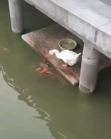 GifVif giphyupload duck being a bro GIF