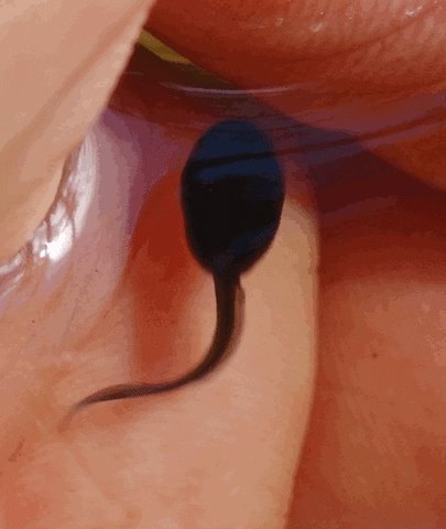 oo GIF