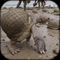 gray_turtle art war turtle helmet GIF