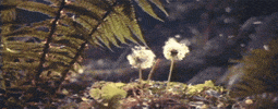 ryan's daughter flowers GIF