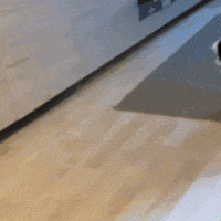 Cat Running GIF