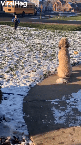 Dog Hugs Boy When He Gets Home