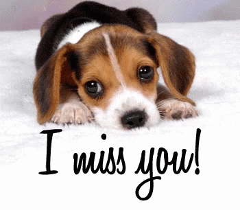 Video gif. Beagle puppy resting its head on its front paws, big brown eyes slowly blinking towards us. Text, "I miss you."