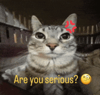 Are You Serious Tabby Cat GIF
