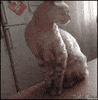 dont touch me GIF