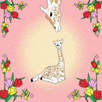 Giraffe kiss