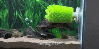 Pond Slider Fish GIF