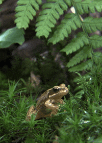 sitting common frog GIF by Head Like an Orange