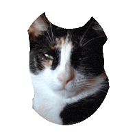 win STICKER by imoji