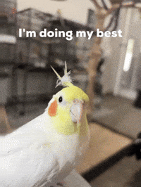 Cockatiel Im Doing My Best GIF